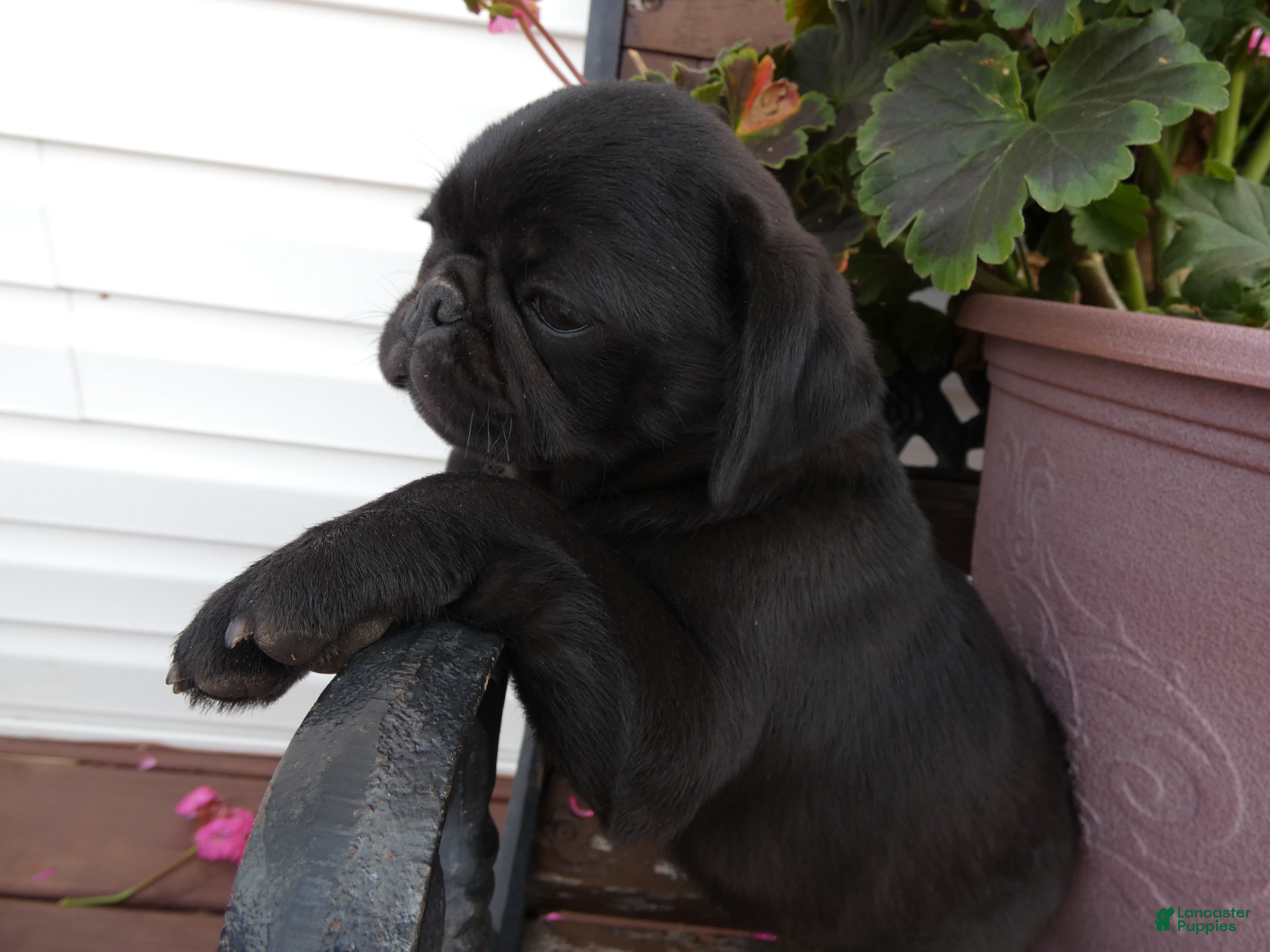 Pug dogs Pug 1 Rex - Ad 33