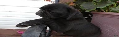 Pug 1 Rex