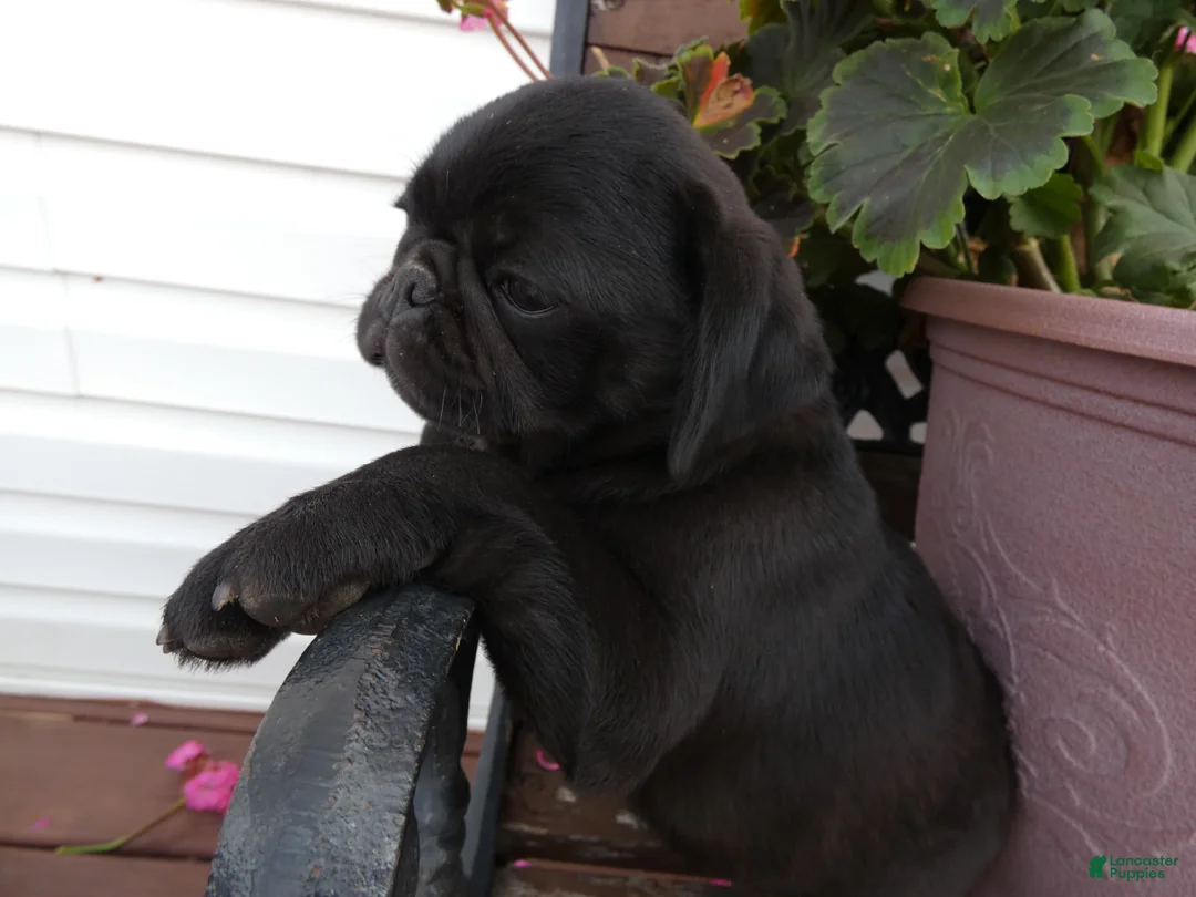 Pug dogs for sale: Pug 1 Rex - Ad 1