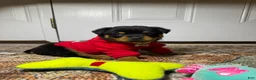 Rottweiler dogs for sale: Rottweiler 10 - Ad 4