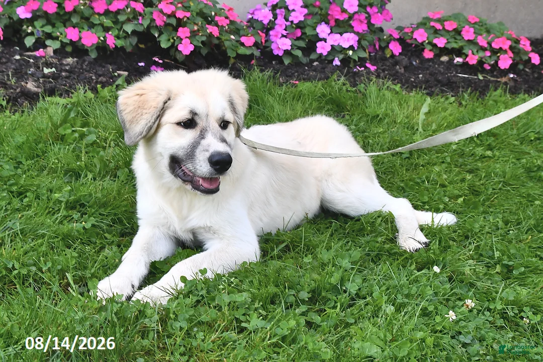 Mixed Breed dogs for sale: Bowan - Ad 2