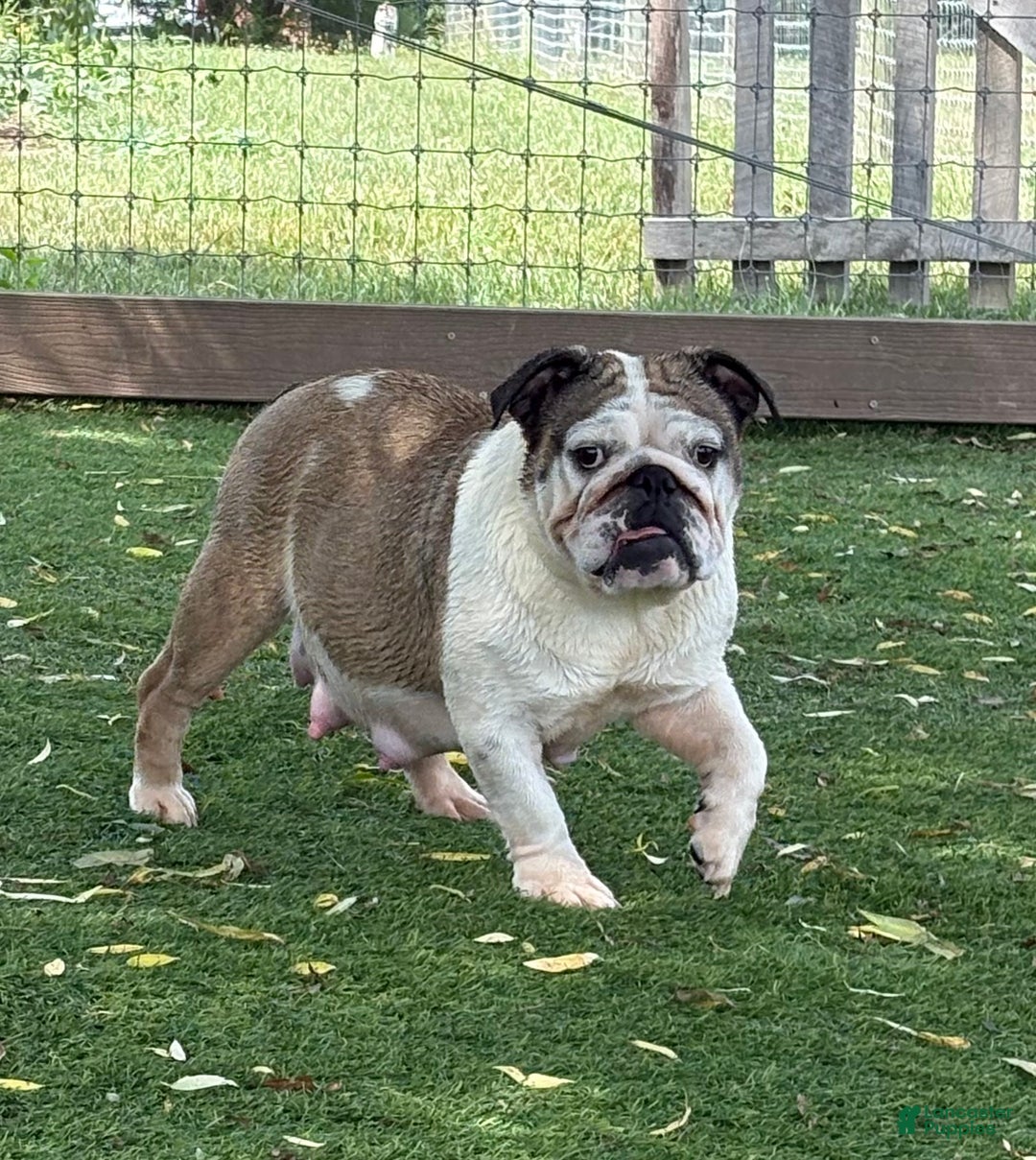 English Bulldog dogs for sale: Boston  - Ad 2