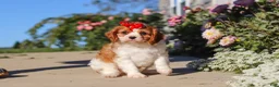 Cavalier King Charles Spaniel dogs for sale: Maggie - Ad 5