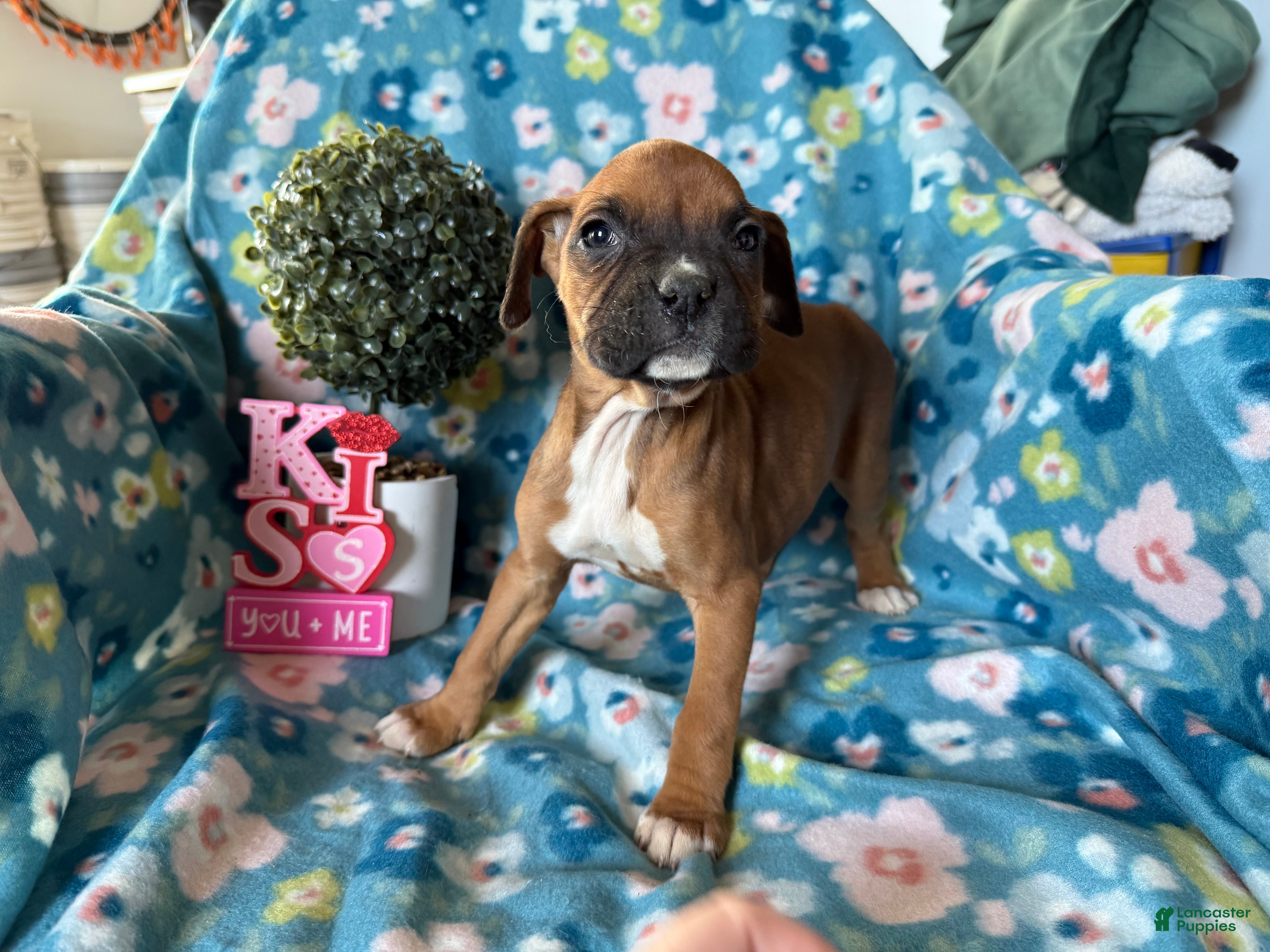 Boxer dogs Willow - Ad 2