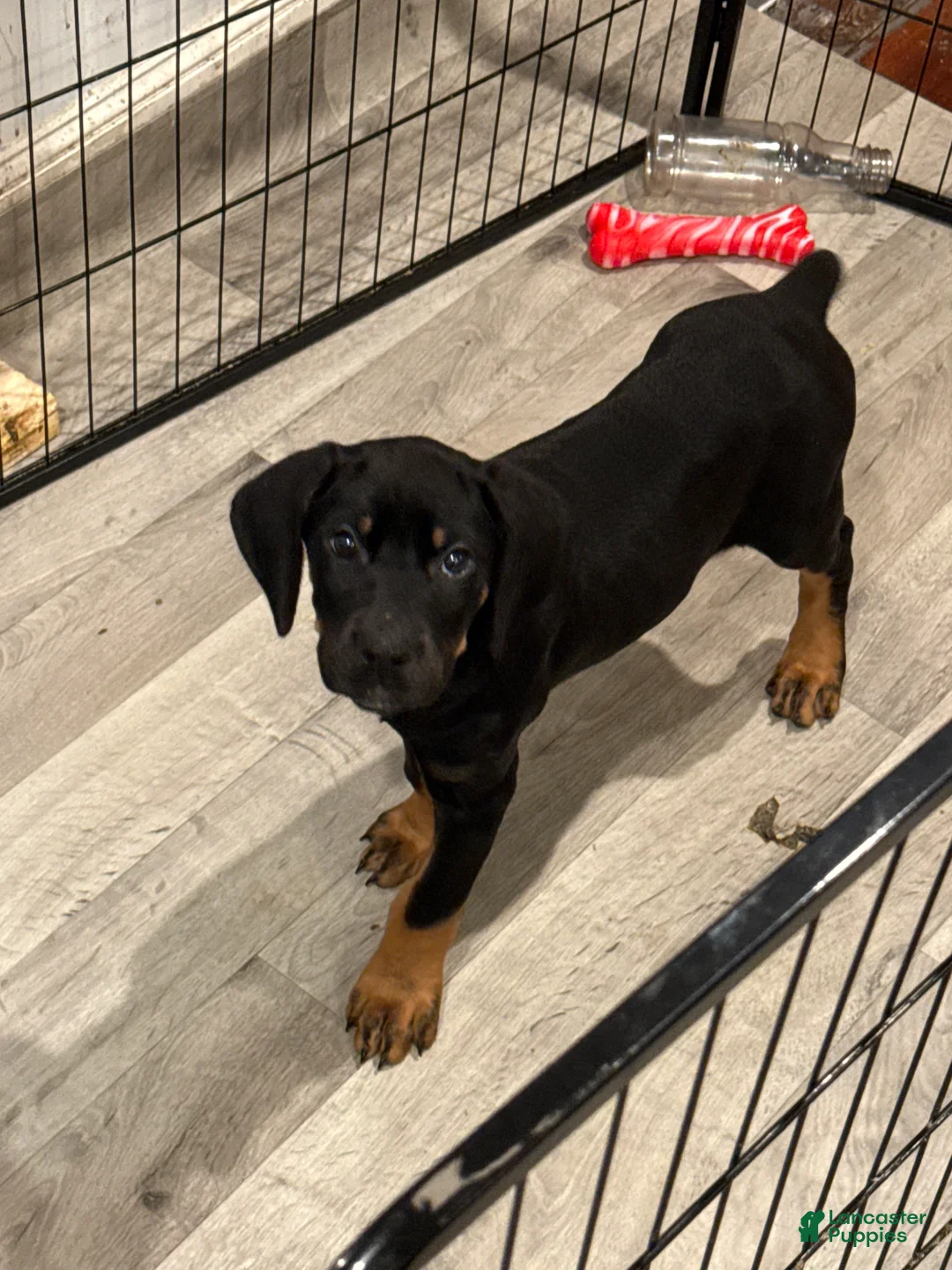 Mixed Breed dogs for sale: Pink - Ad 1