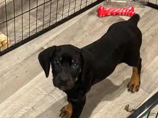 Mixed Breed dogs Pink - Ad 37