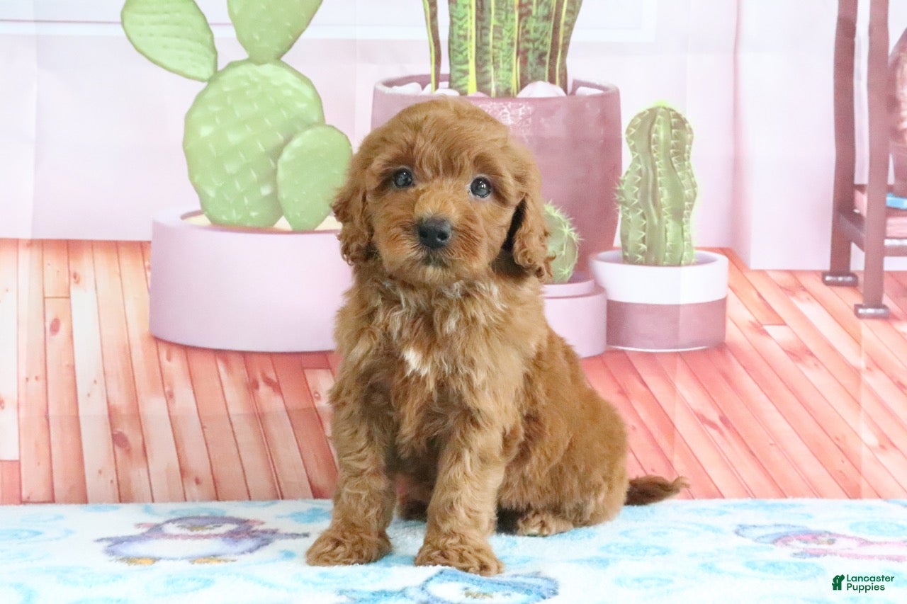 Mini Goldendoodle dogs Honey - Ad 2