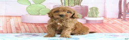Mini Goldendoodle dogs for sale: Honey - Ad 2