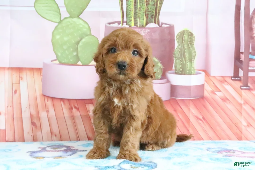 Mini Goldendoodle dogs for sale: Honey - Ad 2