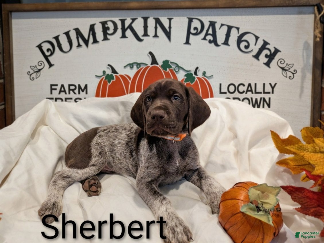 German Shorthaired Pointer dogs Sherbert - Ad 2