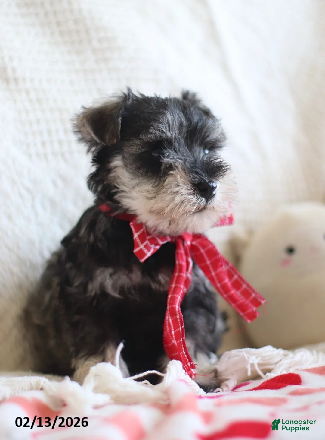 Miniature Schnauzer dogs for sale: Shannon - Ad 5
