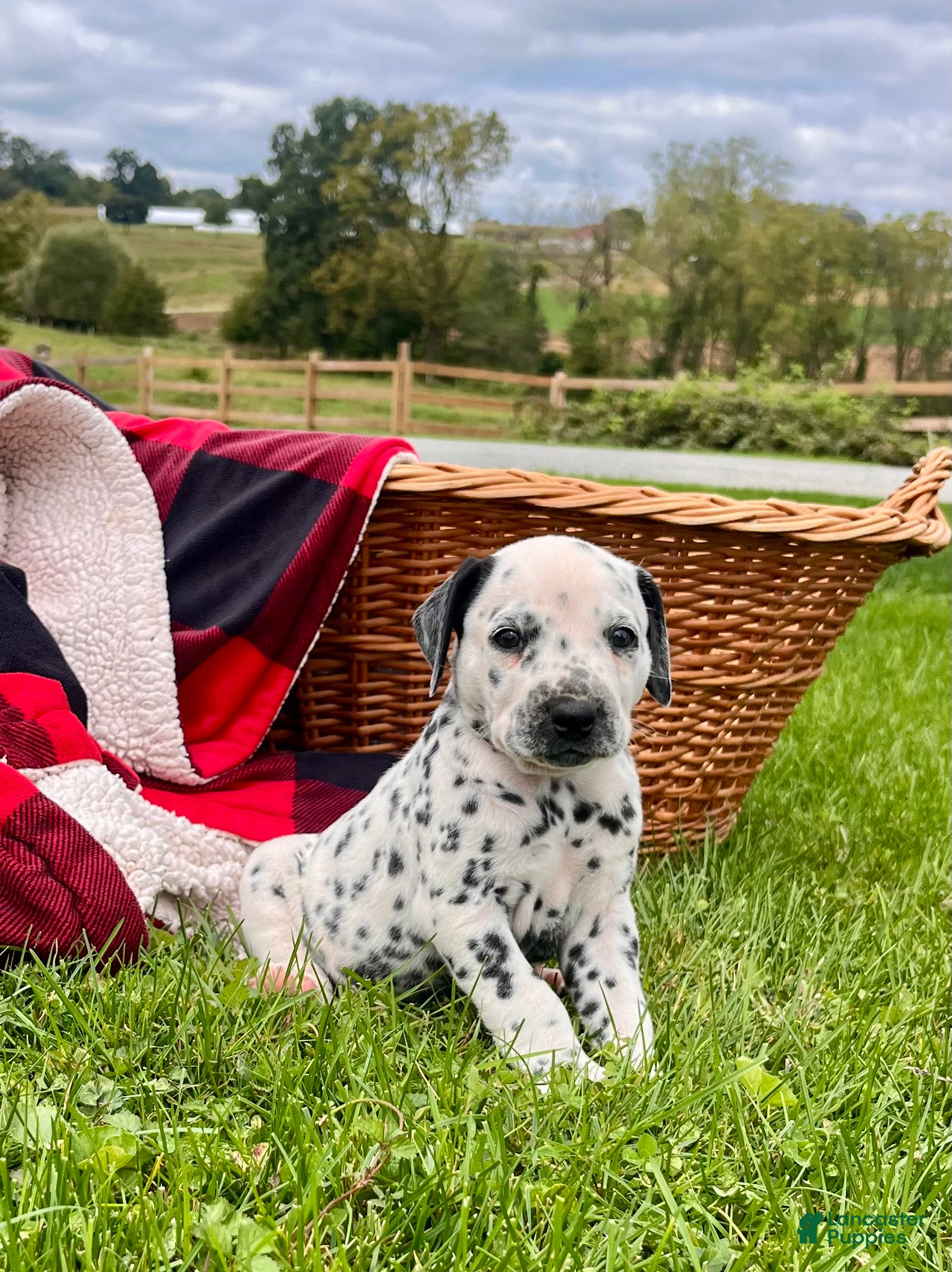 Dalmatian