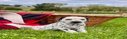 Dalmatian dogs for sale: Russel❤️ Akc Genetic Tested - Ad 1