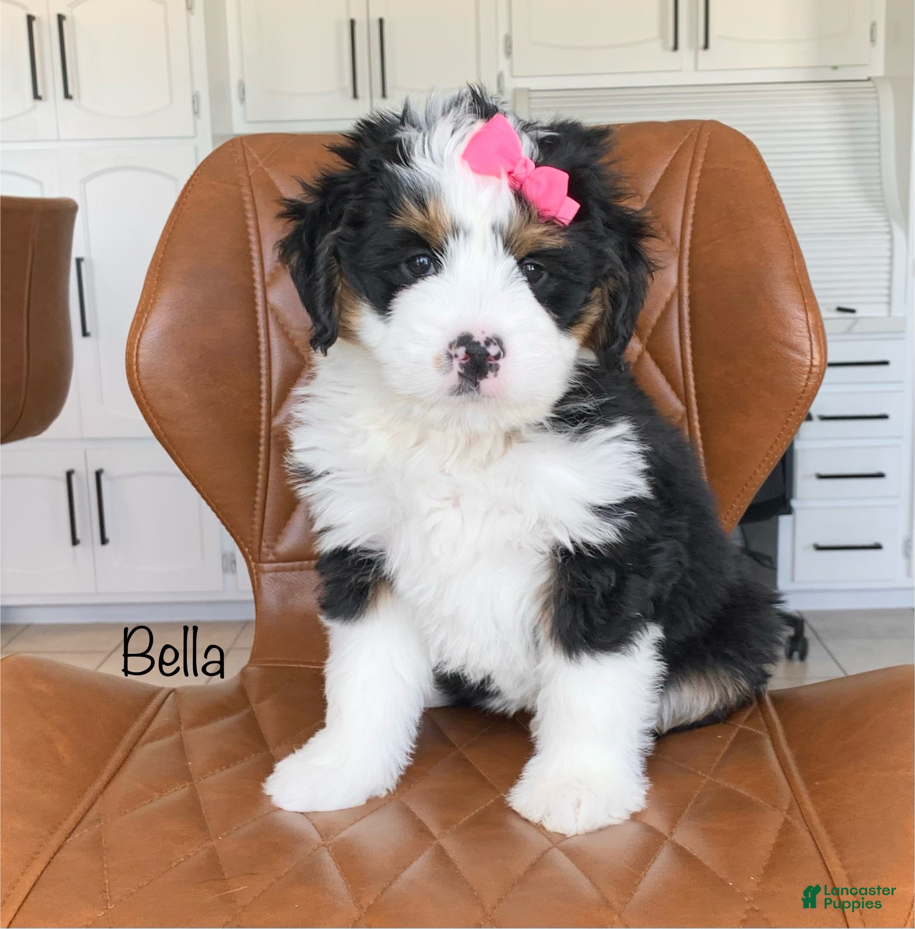 Bernedoodle dogs Bella - Ad 2