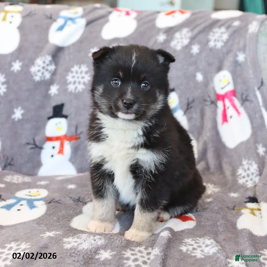 Pomsky dogs for sale: Ivy - Ad 4