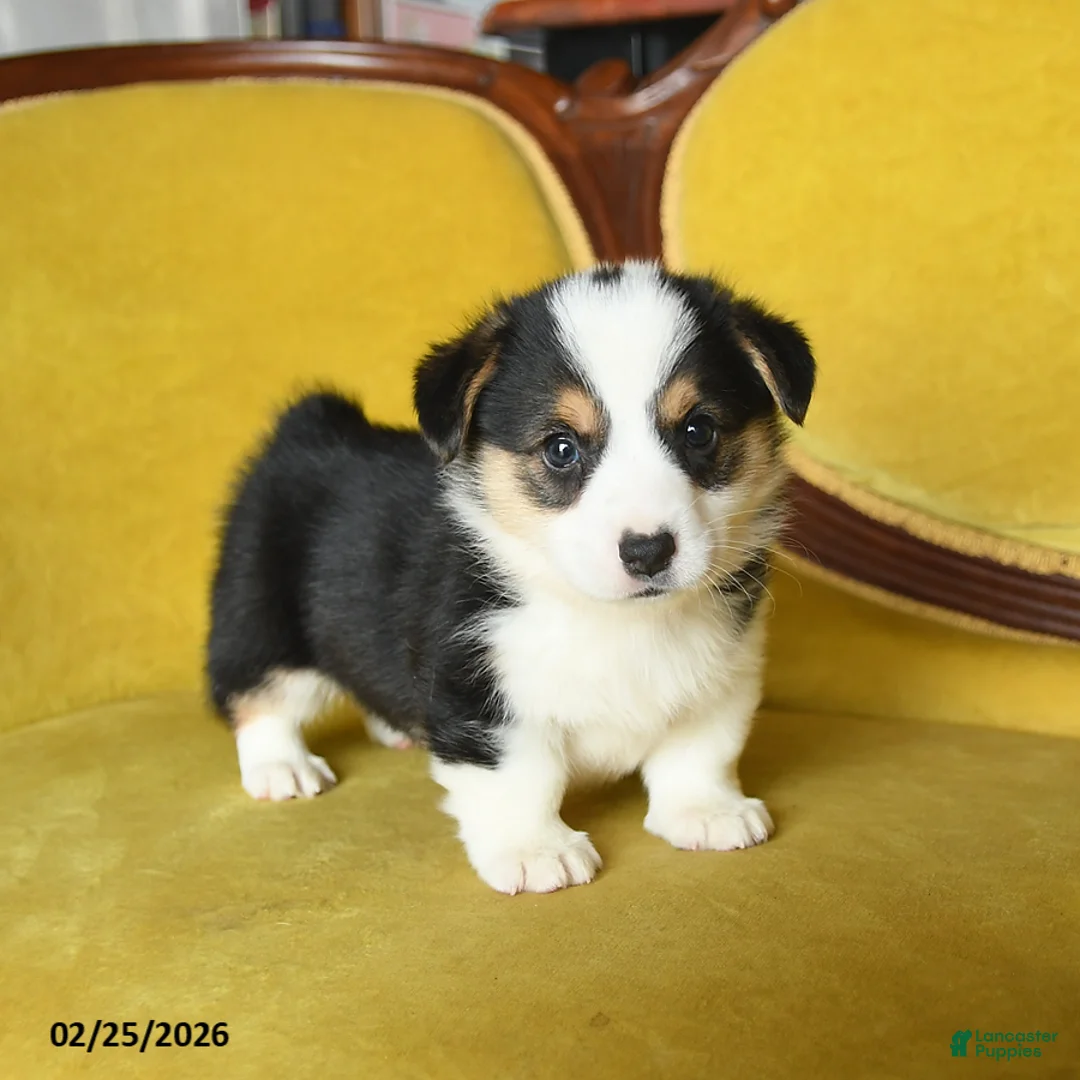 Welsh Corgi Pembroke dogs for sale: Tigger - Ad 5