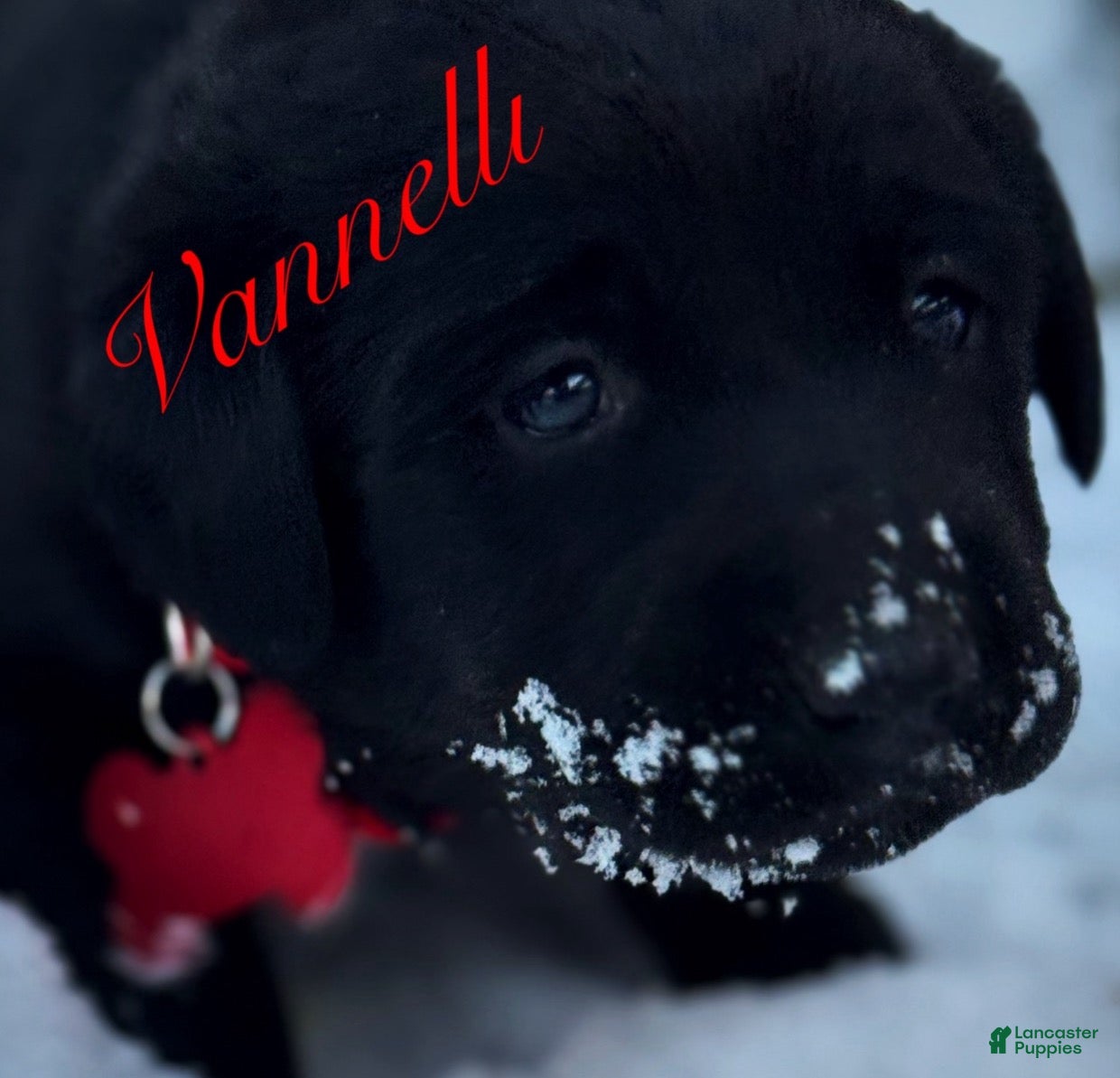 Labrador Retriever dogs  Puppy 1 - Ad 39