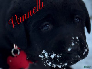 Labrador Retriever dogs Puppy 1 - Ad 6