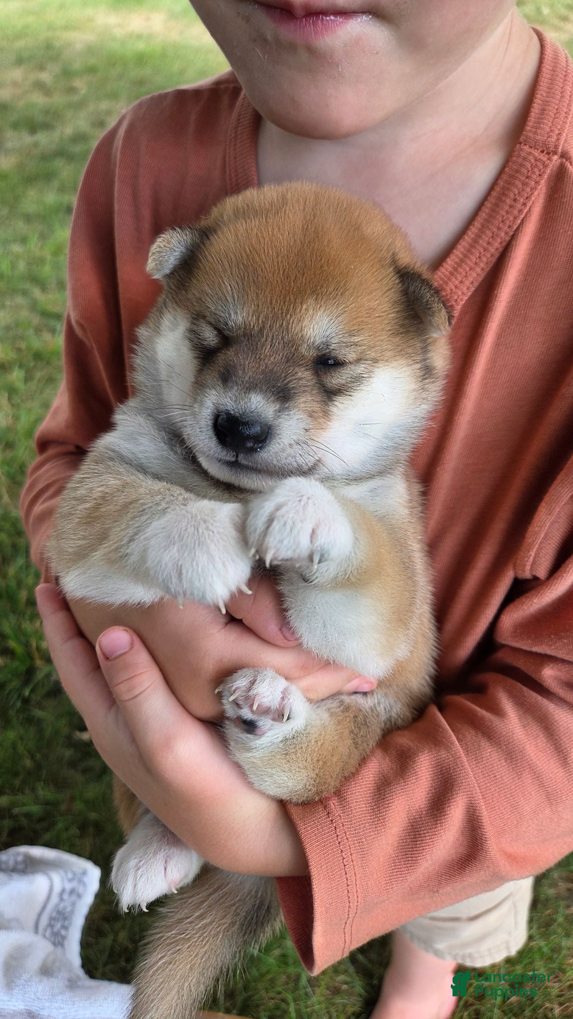 Shiba Inu dogs Freedom - Ad 2