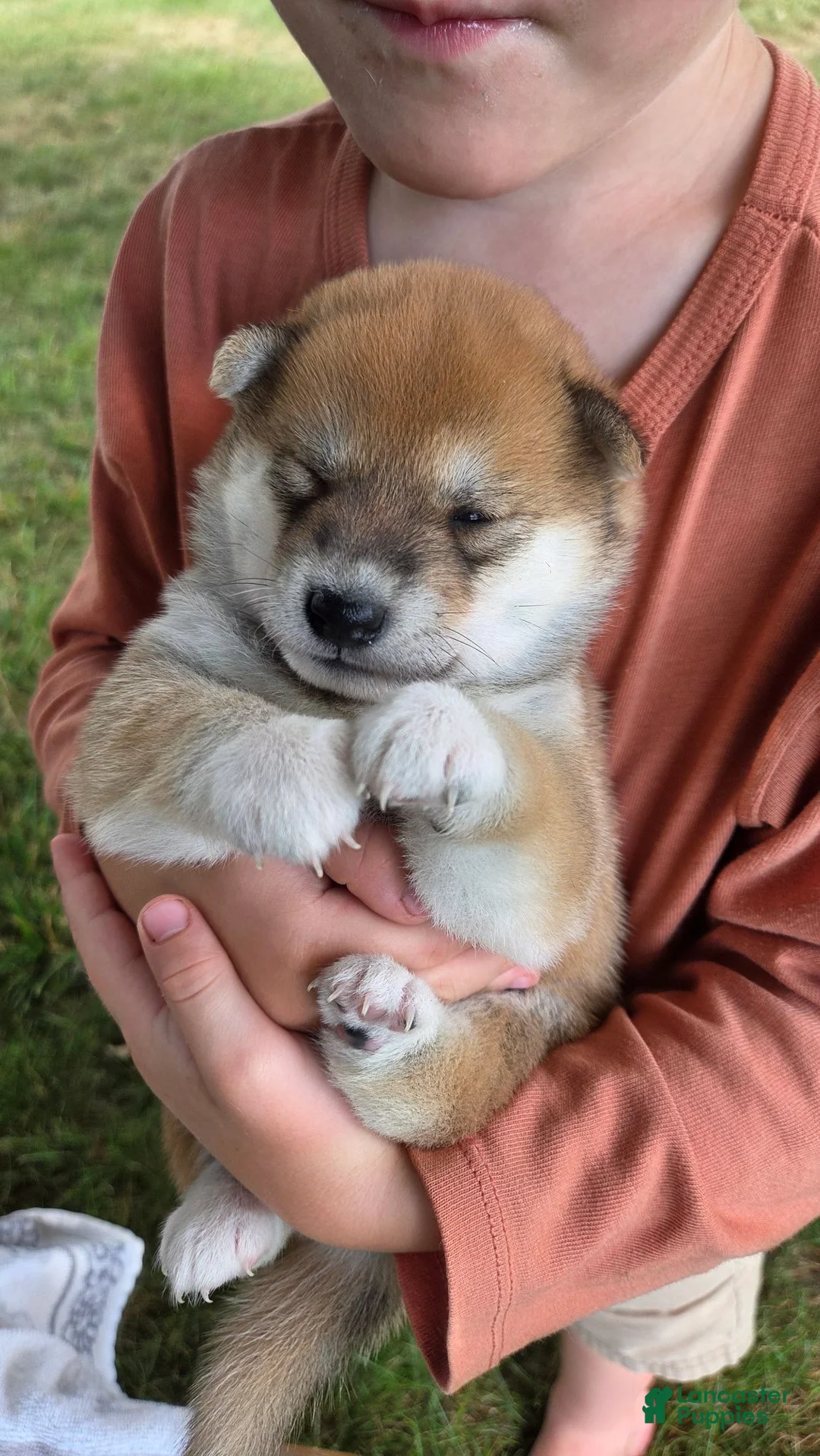 Shiba Inu dogs for sale: Freedom - Ad 2