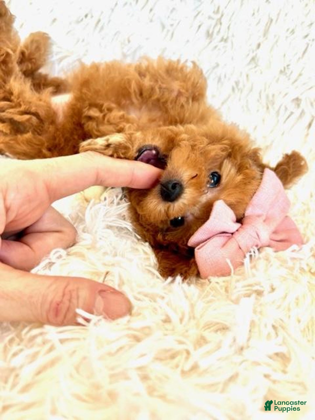 Toy Poodle dogs for sale: Toy Poodle Puppy 1 - Ad 4