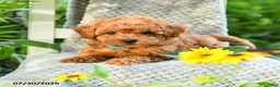 Maltipoo dogs for sale: Dandelion - Ad 3