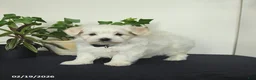 Maltese dogs for sale: Orchid - Ad 4