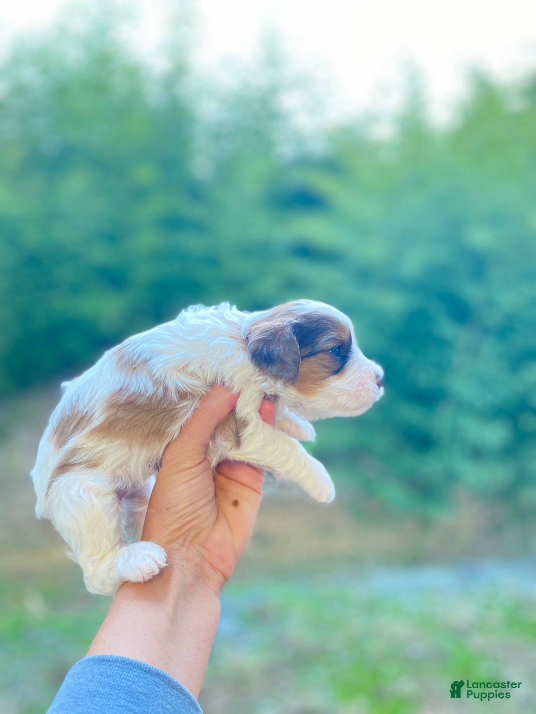 Cavapoo dogs for sale: Cavapoo Puppy 1 - Ad 4