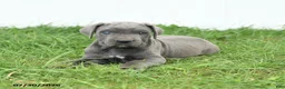 Cane Corso dogs for sale: Roman - Ad 13