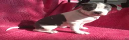 American Bully dogs for sale: MEG THA STALLION - Ad 3