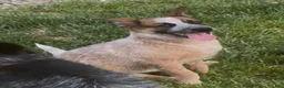 Australian Cattle Dog dogs for sale: Georgie Girl - Ad 24