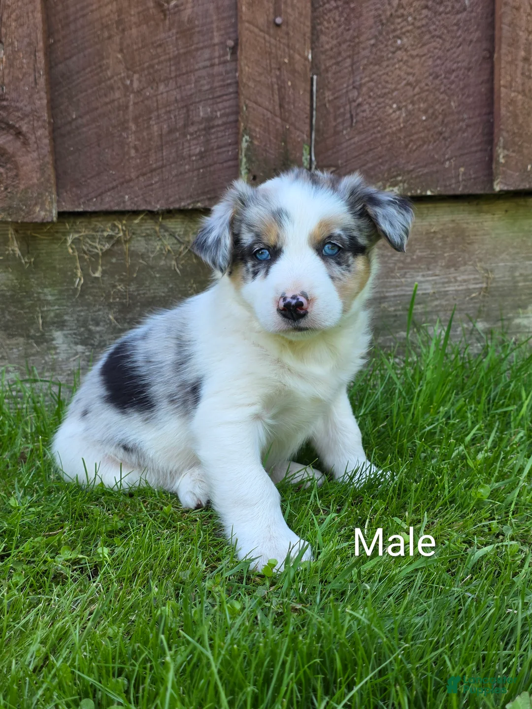 Border Collie dogs for sale: Hugo - Ad 1