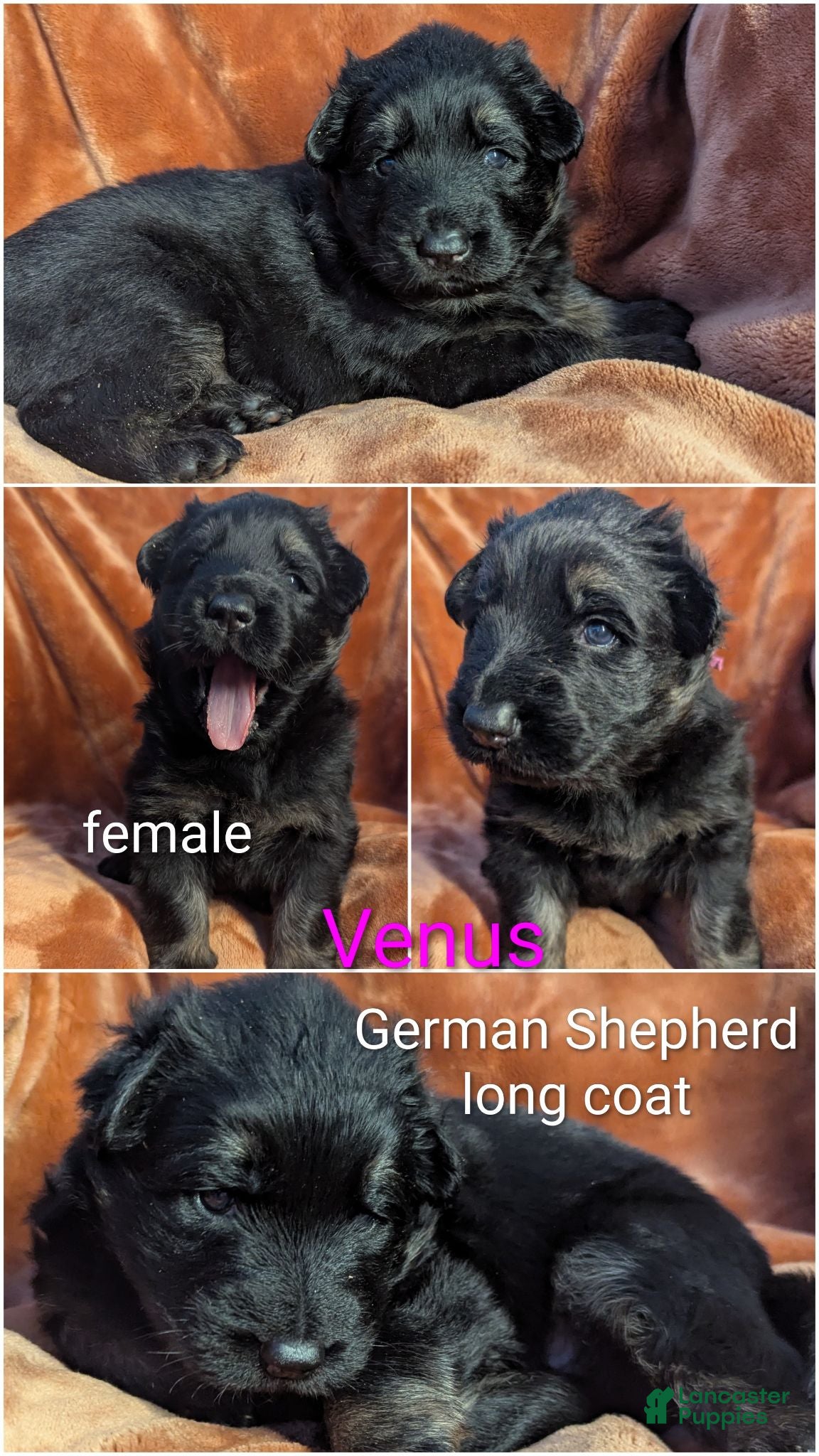 German Shepherd dogs Venus - Ad 1