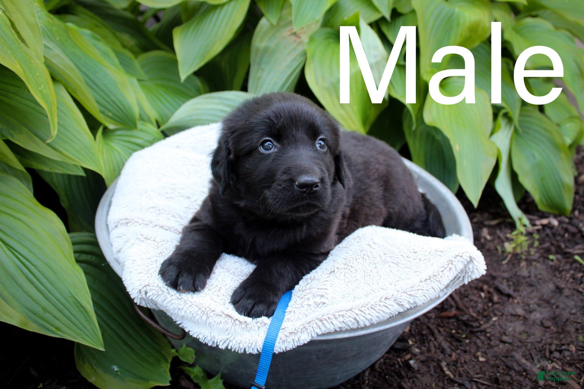 Mixed Breed dogs  Puppy blue - Ad 1