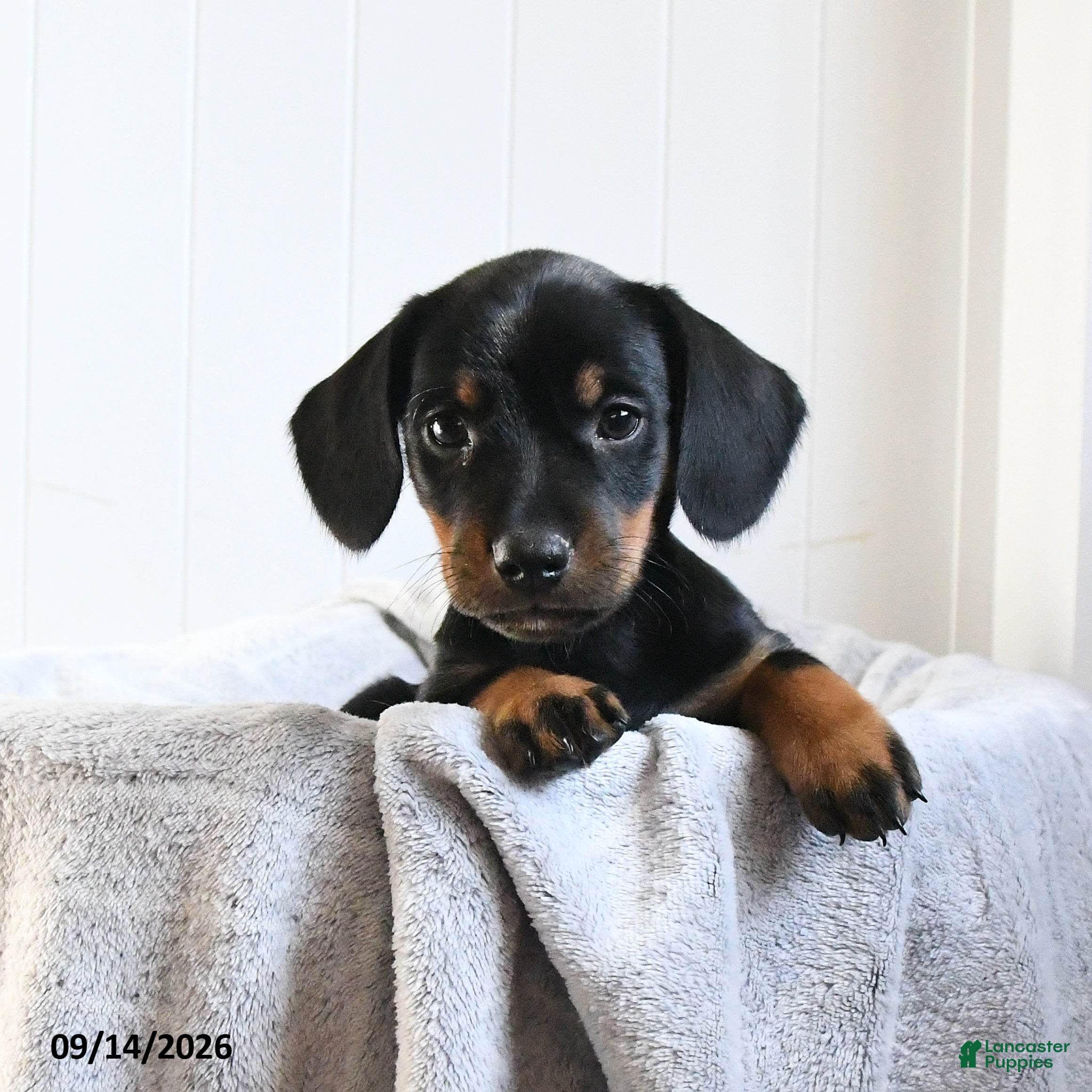 Mixed Breed dogs Violet - Ad 1