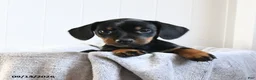 Mixed Breed dogs for sale: Violet - Ad 1