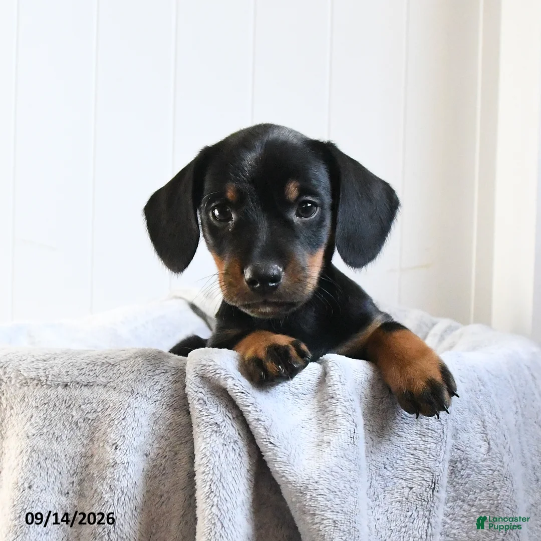 Mixed Breed dogs for sale: Violet - Ad 1