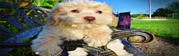 Havapoo dogs for sale: Daisy - Ad 5