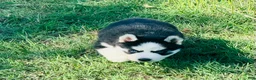 Siberian Husky dogs for sale: Sierra - Ad 12