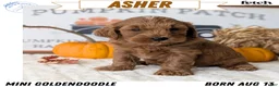 Mini Goldendoodle dogs for sale: Asher - Ad 1