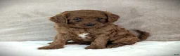 Cavapoo dogs for sale: Rusty - Ad 4