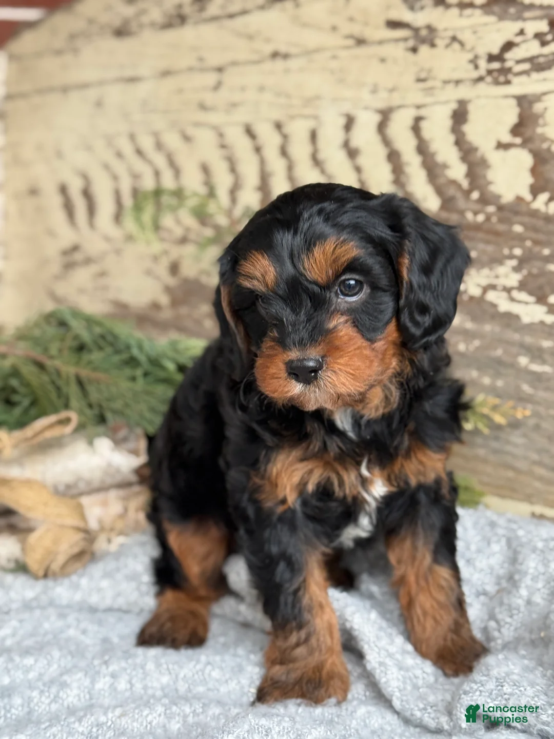 Mixed Breed dogs for sale: Harper - Ad 10