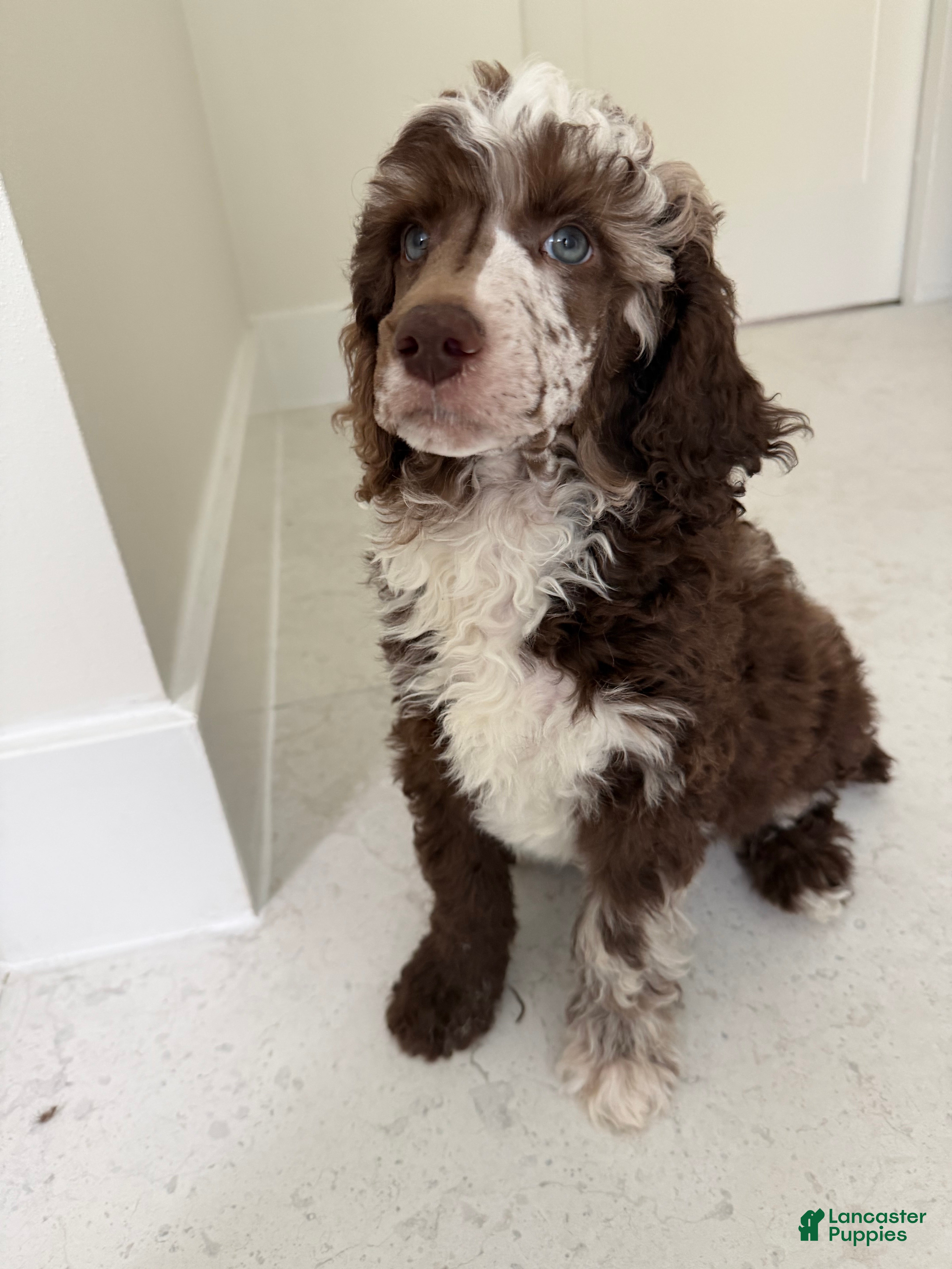 Standard Poodle dogs Finch  - Ad 2