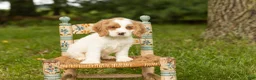 Cocker Spaniel dogs for sale: Sal  - Ad 1