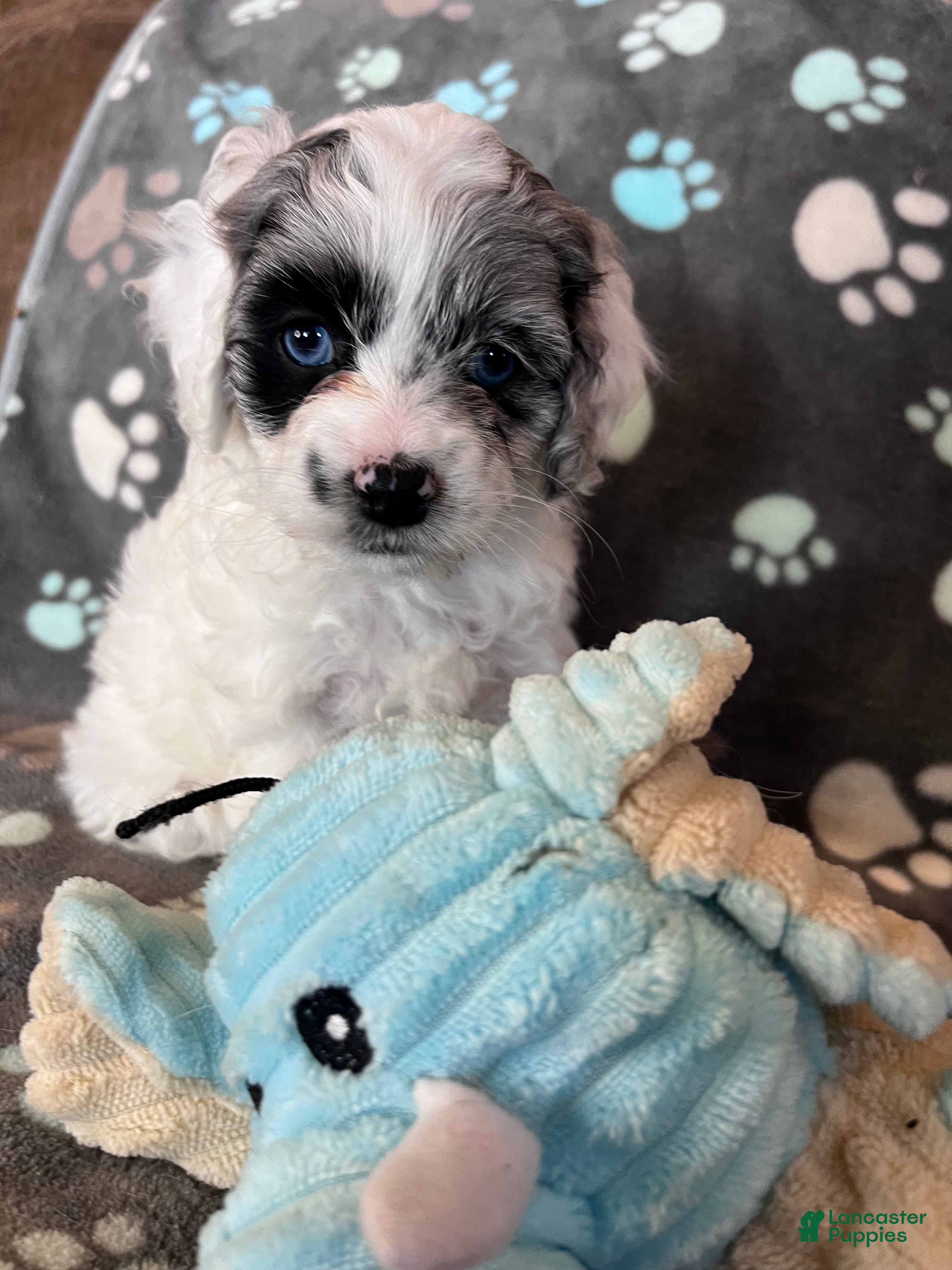 Cockapoo dogs Cockapoo Puppy 4 - Ad 15