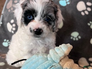 Cockapoo dogs Cockapoo Puppy 4 - Ad 25