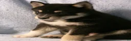 Pomsky dogs for sale: Petunia - Ad 3
