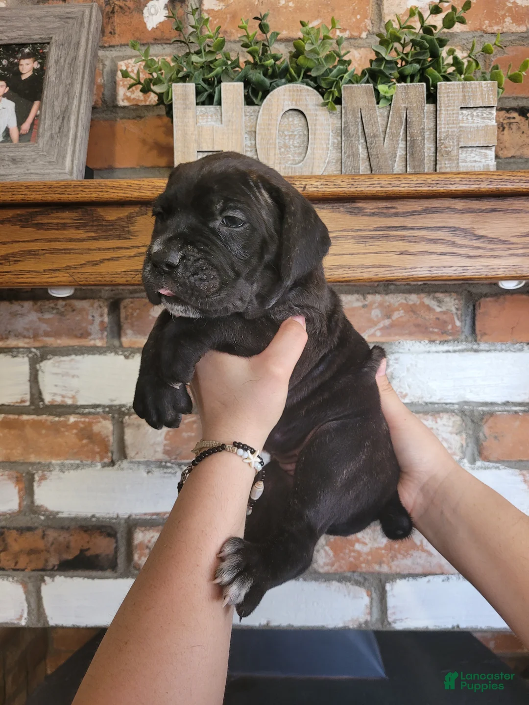 Cane Corso dogs for sale: Trinity  - Ad 1