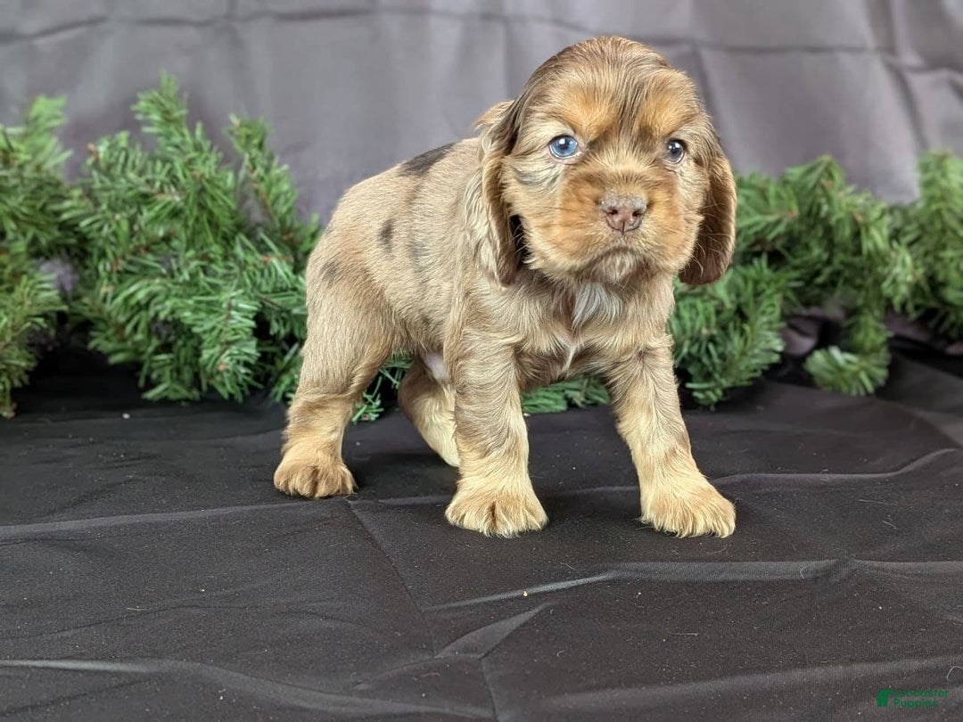 Cocker Spaniel dogs for sale: Victor - Ad 5