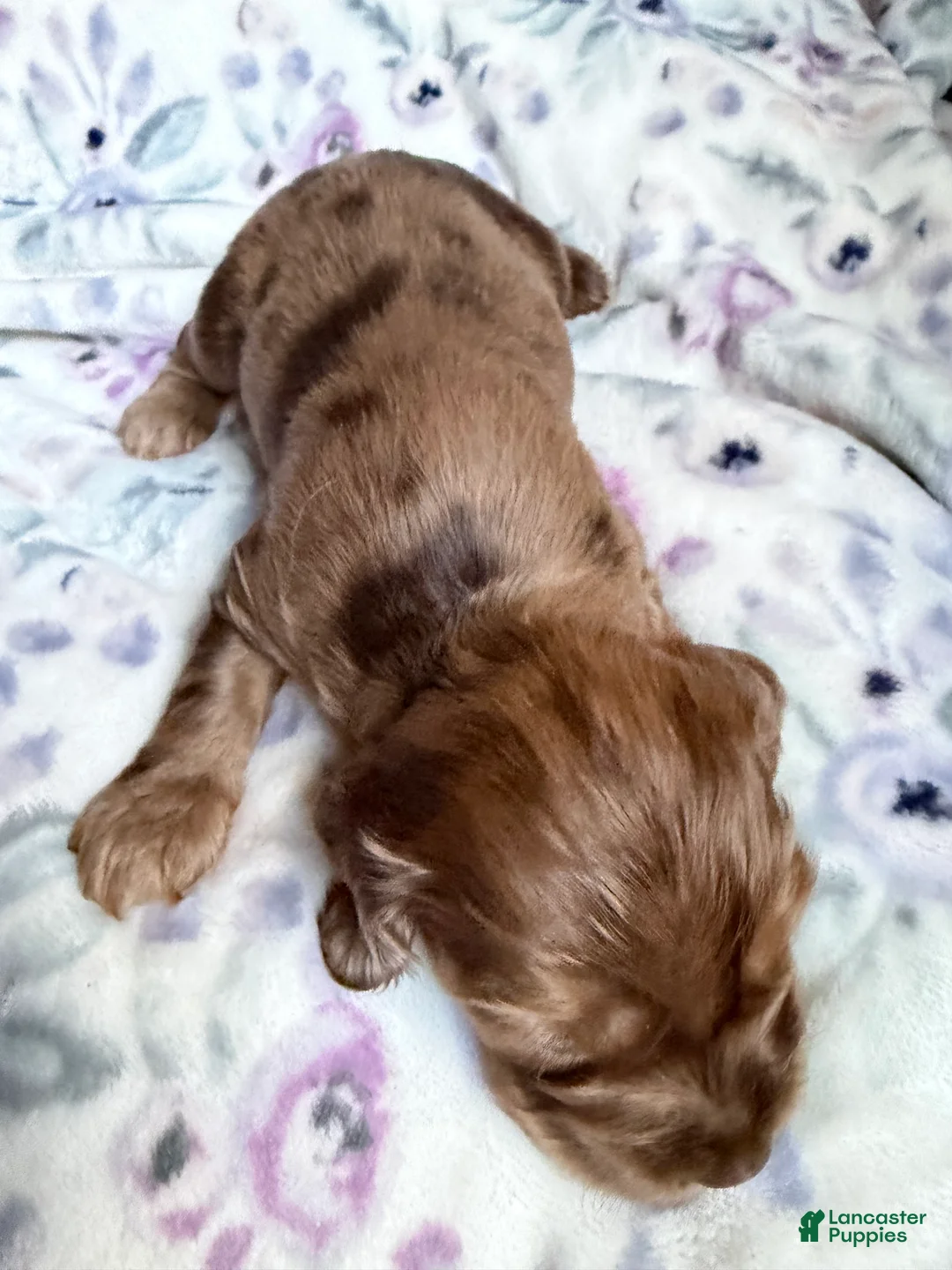 Cocker Spaniel dogs for sale: Cocker Spaniel Puppy 2 - Ad 2